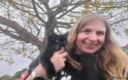 Mixed Breed cats for adoption: 💙🐱 OREO & SHADOW 😺💙 - Image 8