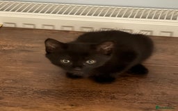 Maine Coon cats for sale: Beautiful mixed breed kittens  - Image 21