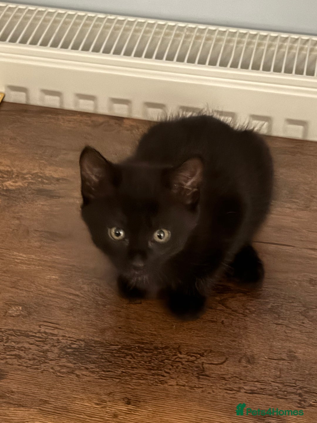 Maine Coon cats for sale: Beautiful mixed breed kittens  - Image 21