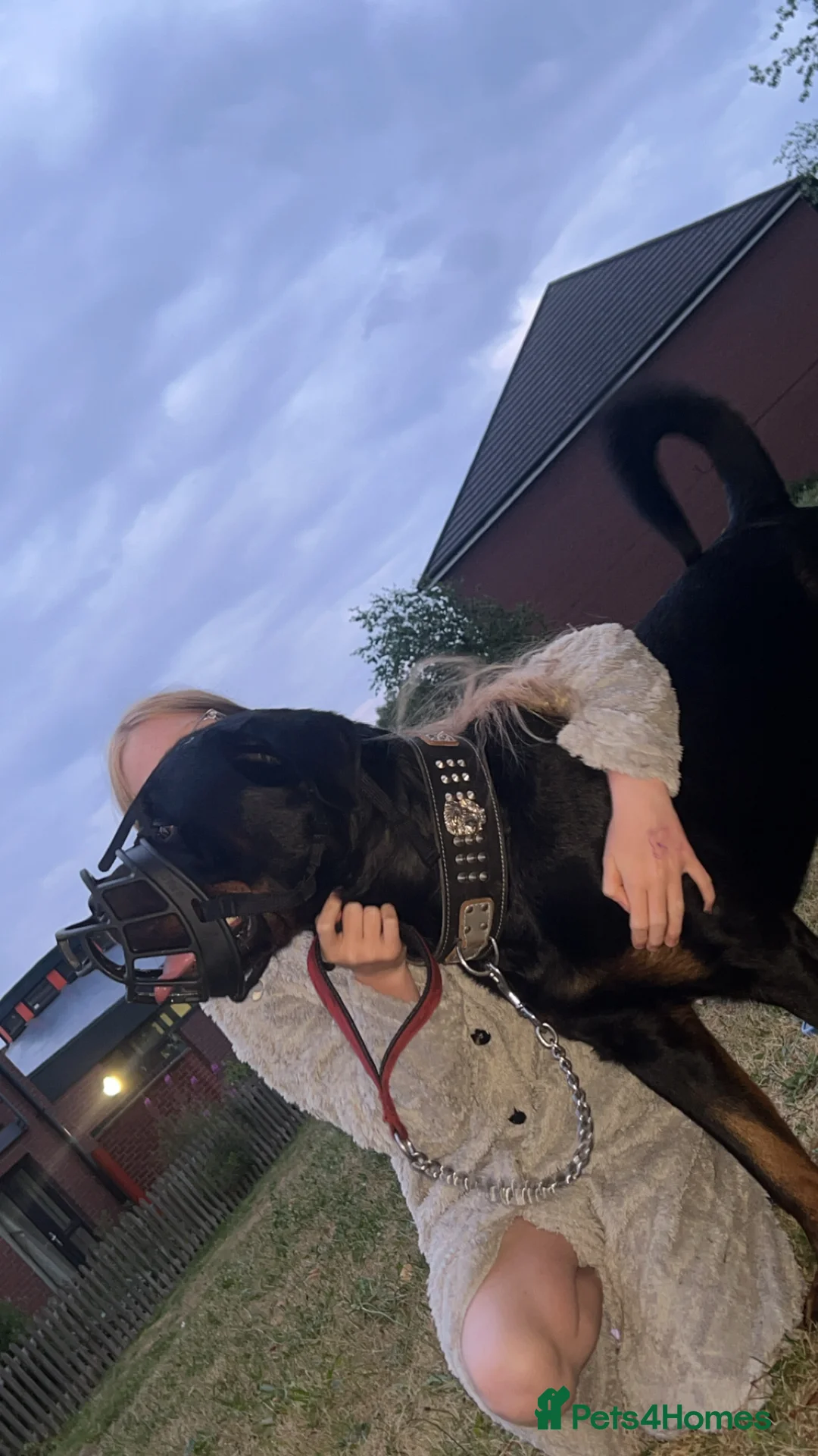 Rottweiler dogs for stud: Rottweiler stud  - Advert 11