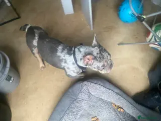 French Bulldog dogs Narla - Advert 1