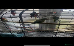 Parakeets birds for sale: 2 male Quaker parrots for sale  - Advert 5