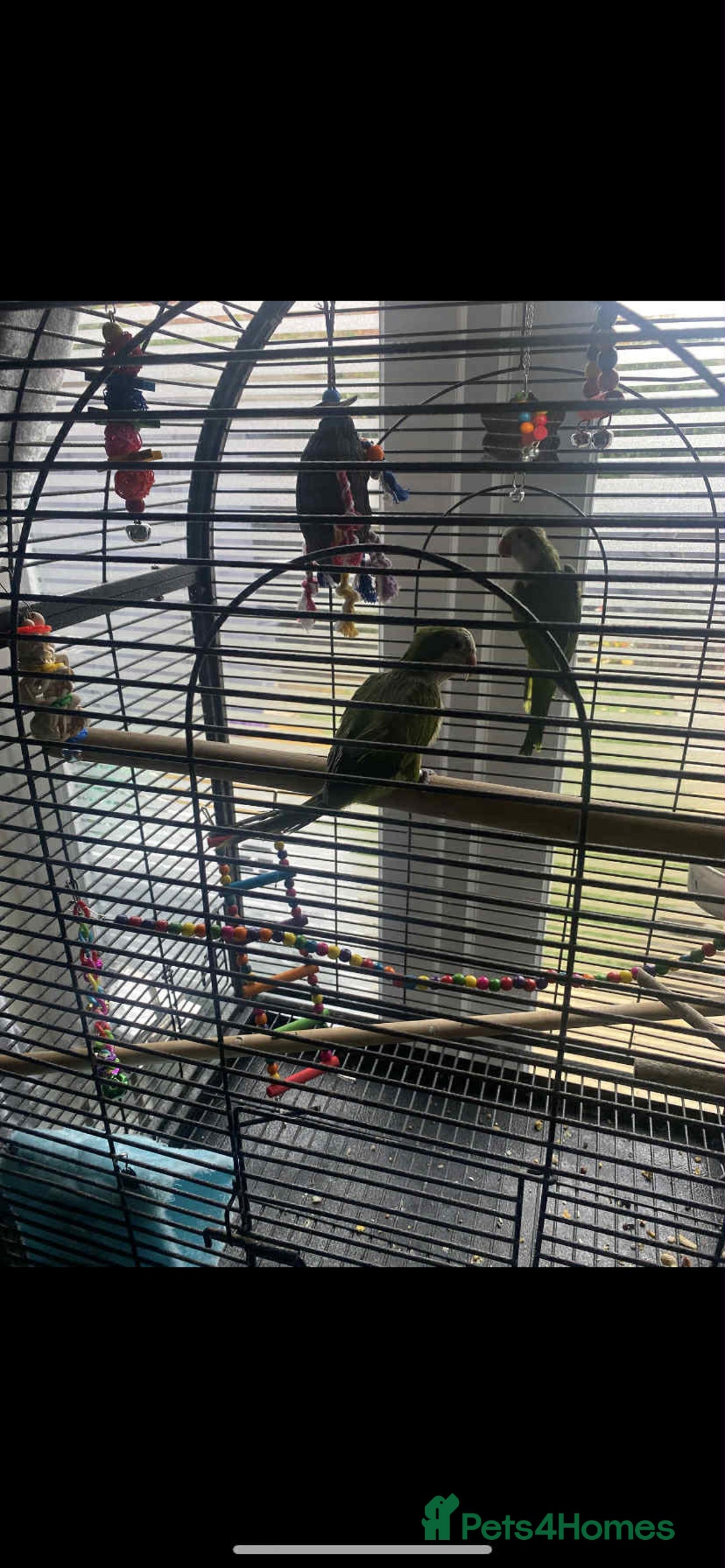 Parakeets birds for sale: 2 male Quaker parrots for sale  - Advert 5