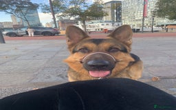 German Shepherd dogs for sale: german shepard  - Image 3