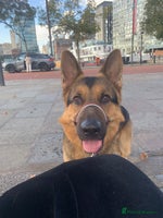 German Shepherd dogs - Advert 8