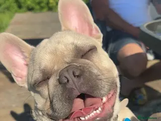 French Bulldog dogs Beautiful French Bulldog Rocco - Advert 1