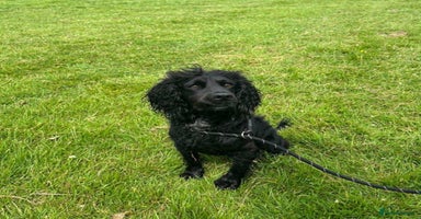 Cocker Spaniel dogs KC Registered Working Cocker Spaniel  - Advert 16