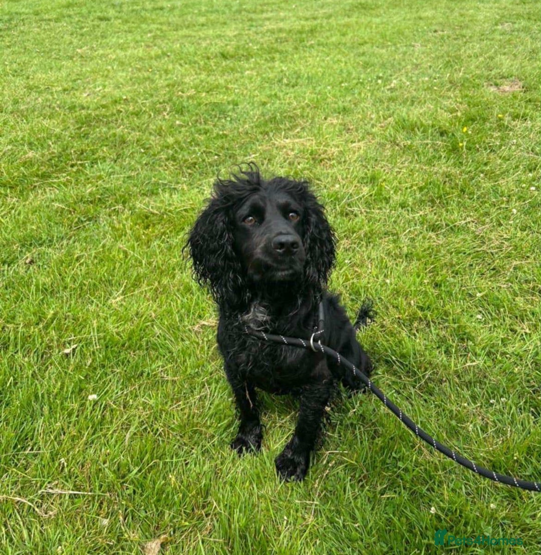 Cocker Spaniel dogs for sale: Working Cocker Spaniel  - Image 6
