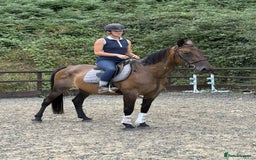 Belgian Warmblood horses for sale: Clarissa the super safe and sane  - Image 7