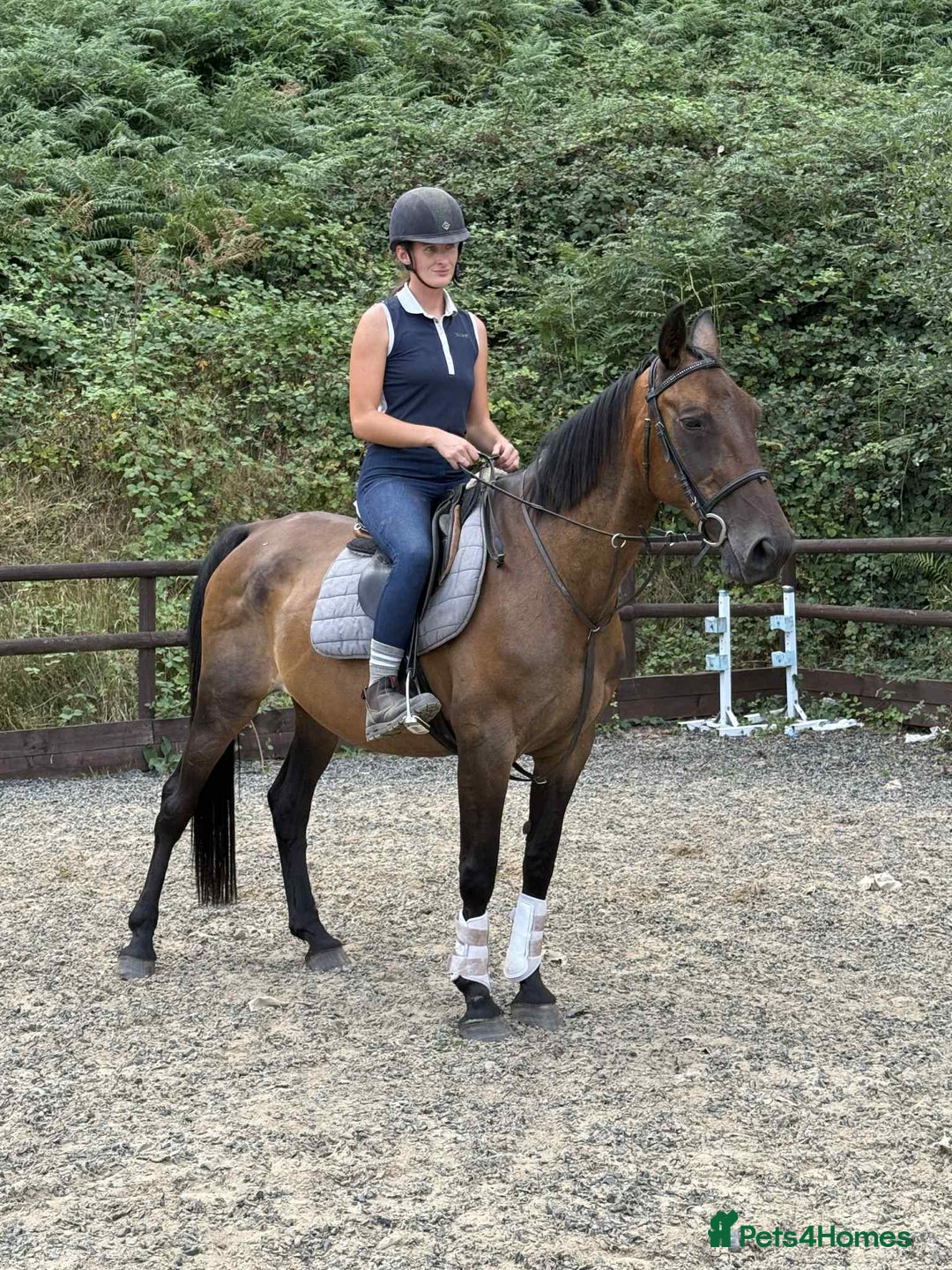 Belgian Warmblood horses for sale: Clarissa the super safe and sane  - Image 7