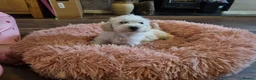 Mixed Breed dogs for sale: Cockerpoo/schnauzer - Advert 18