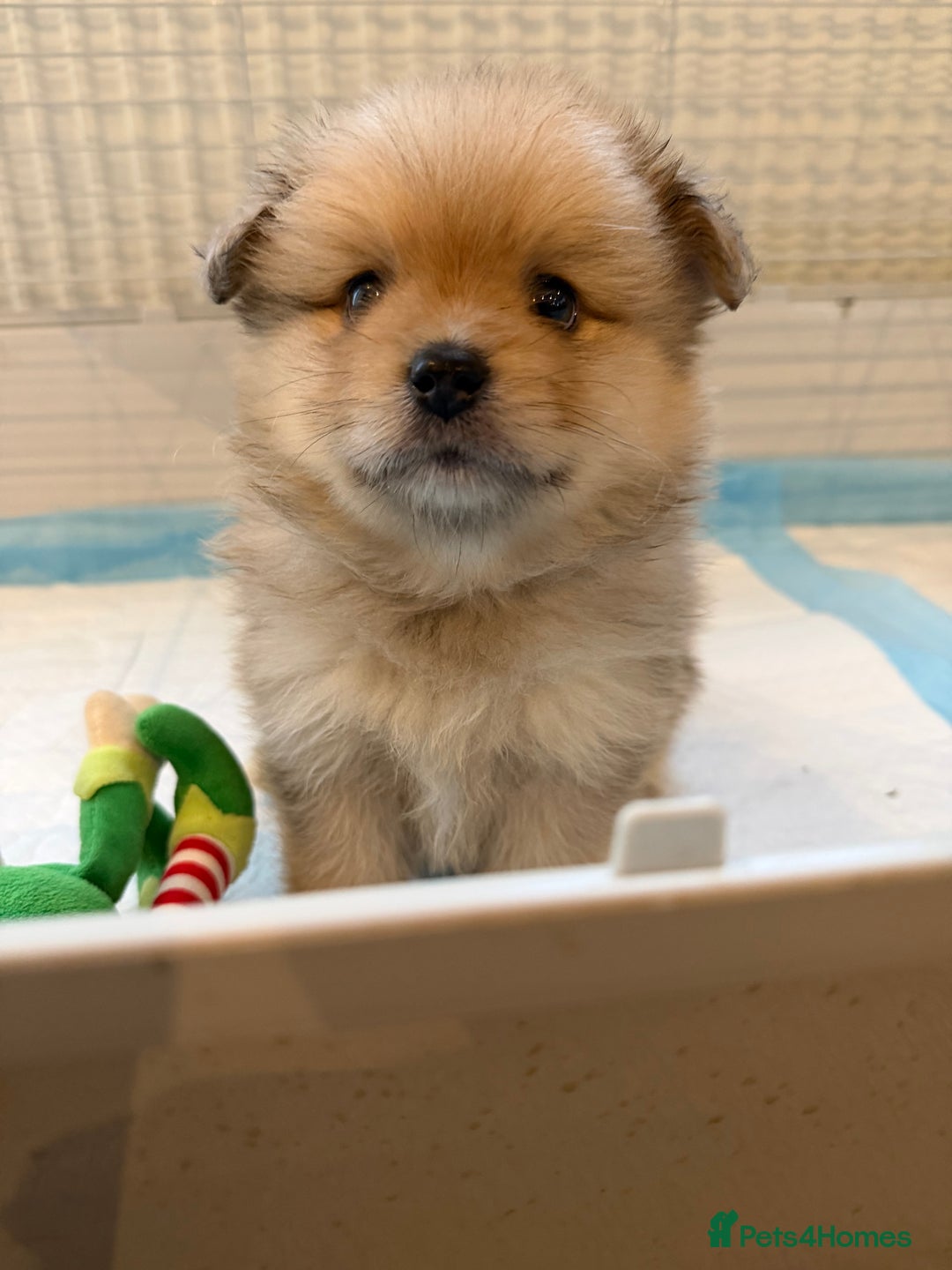 Pomeranian dogs for sale: Pomeranian puppy’s  - Advert 14