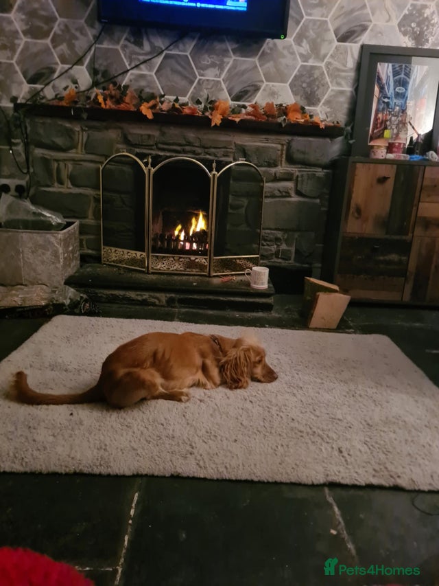 Cockapoo for sale (sandy) for sale in Borth | Pets4Homes