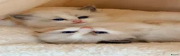 Ragdoll cats for sale: Champion pedigree Chucky Ragdoll babies  - Advert 18