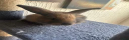 Continental Giant rabbits for sale:  Continental giant babies  - Advert 24