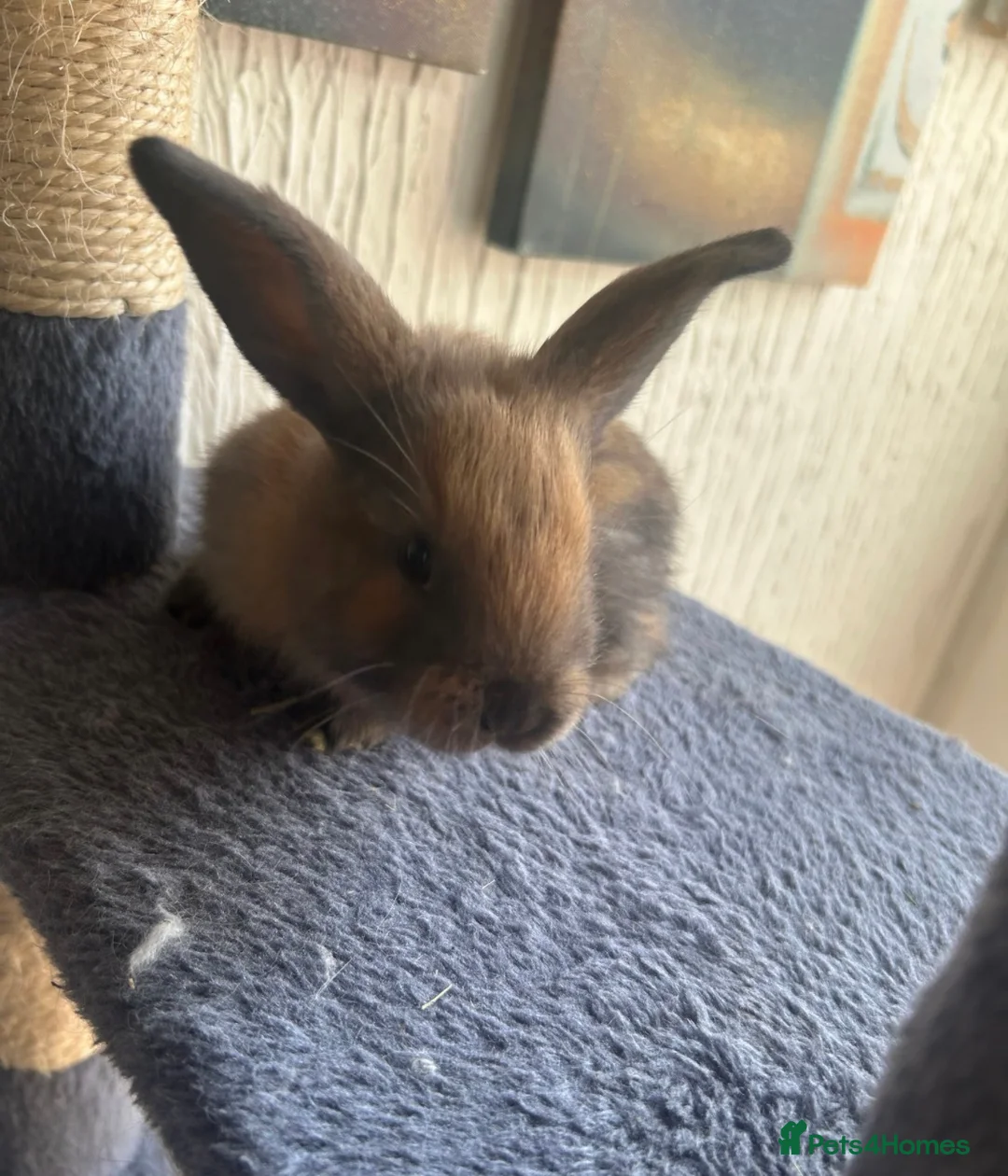 Continental Giant rabbits for sale:  Continental giant babies  - Advert 24