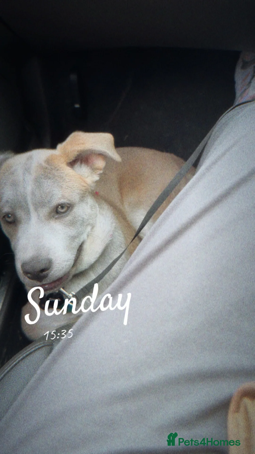 Mixed Breed dogs for sale: Beautiful female - Advert 2