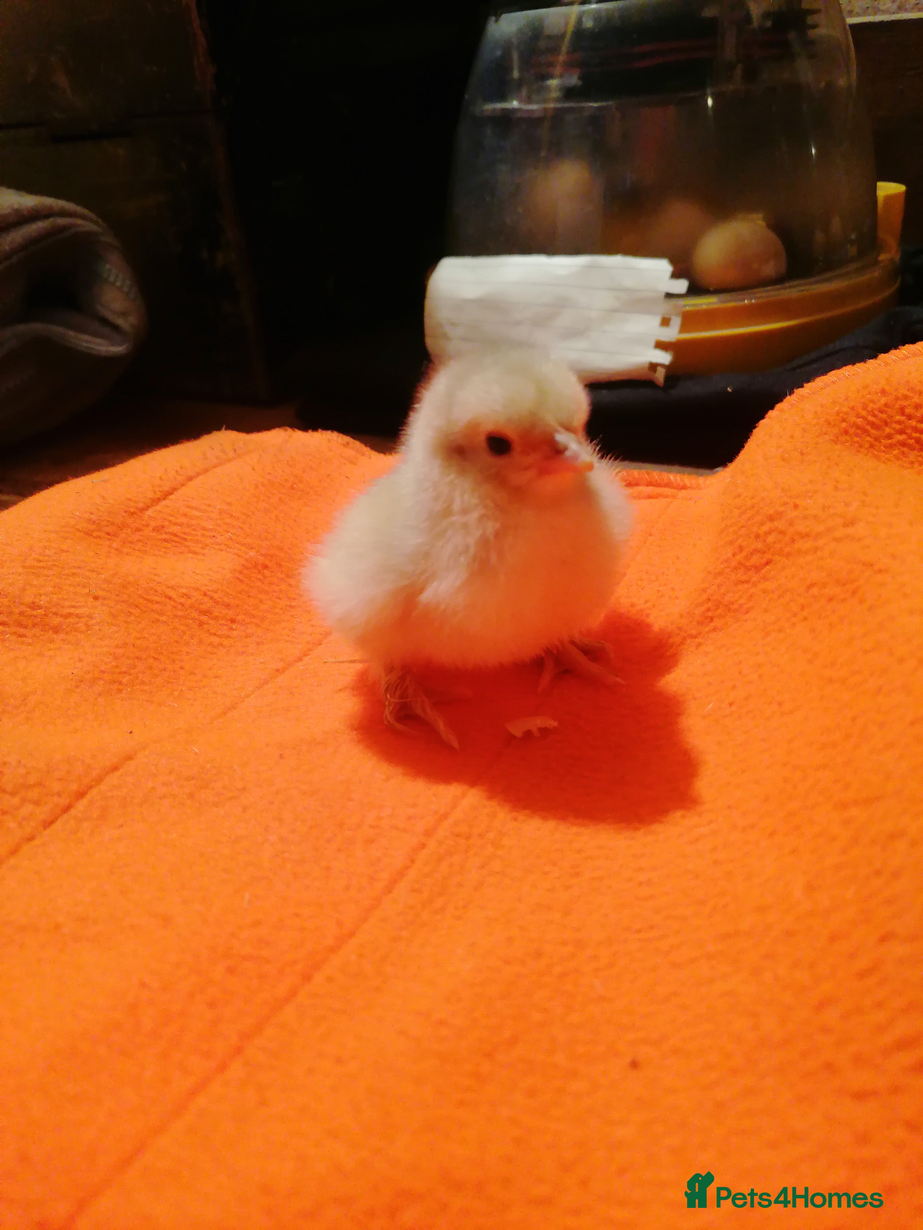 Chickens poultry Chicks to adult - Various chickens & bantams.  - Advert 2