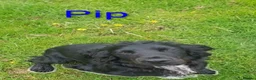 Sprocker dogs for sale: Beautiful F1 Sprocker Puppies - Advert 14