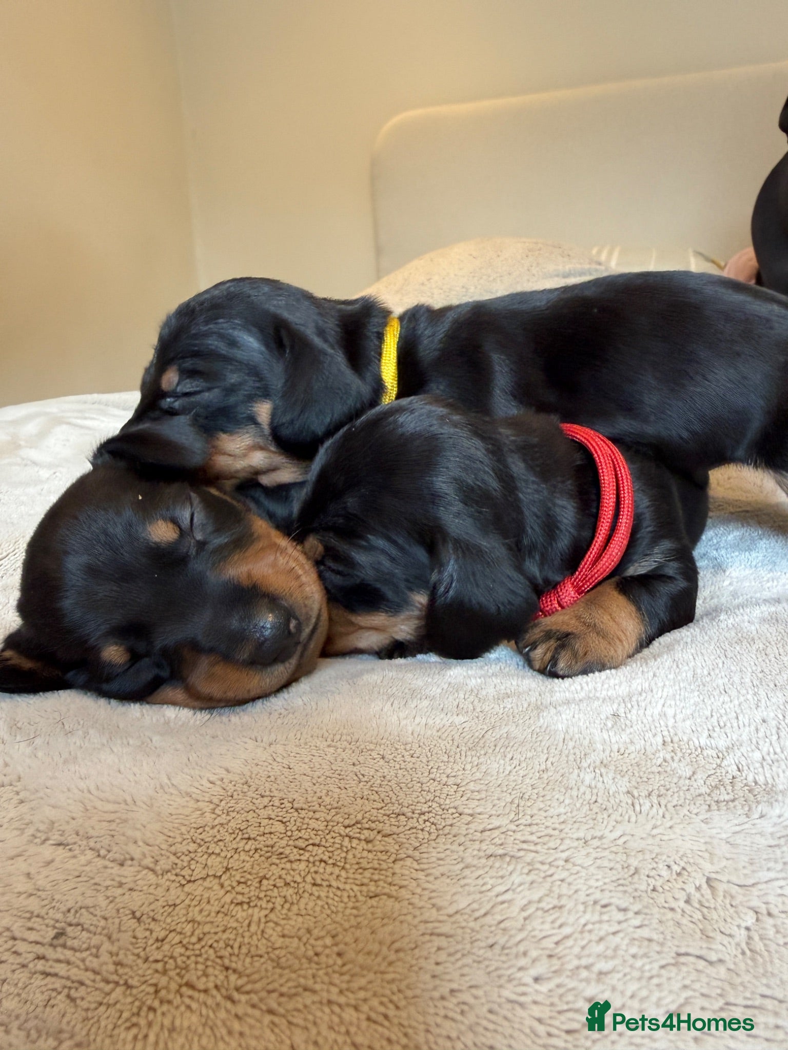 Dachshund dogs Dachshund Puppies - Ready to reserve - Advert 11