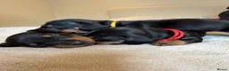 Dachshund dogs for sale: Dachshund Puppies - Ready to reserve - Advert 3