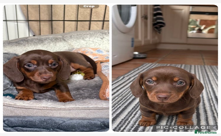 Miniature Dachshund dogs - Advert 3