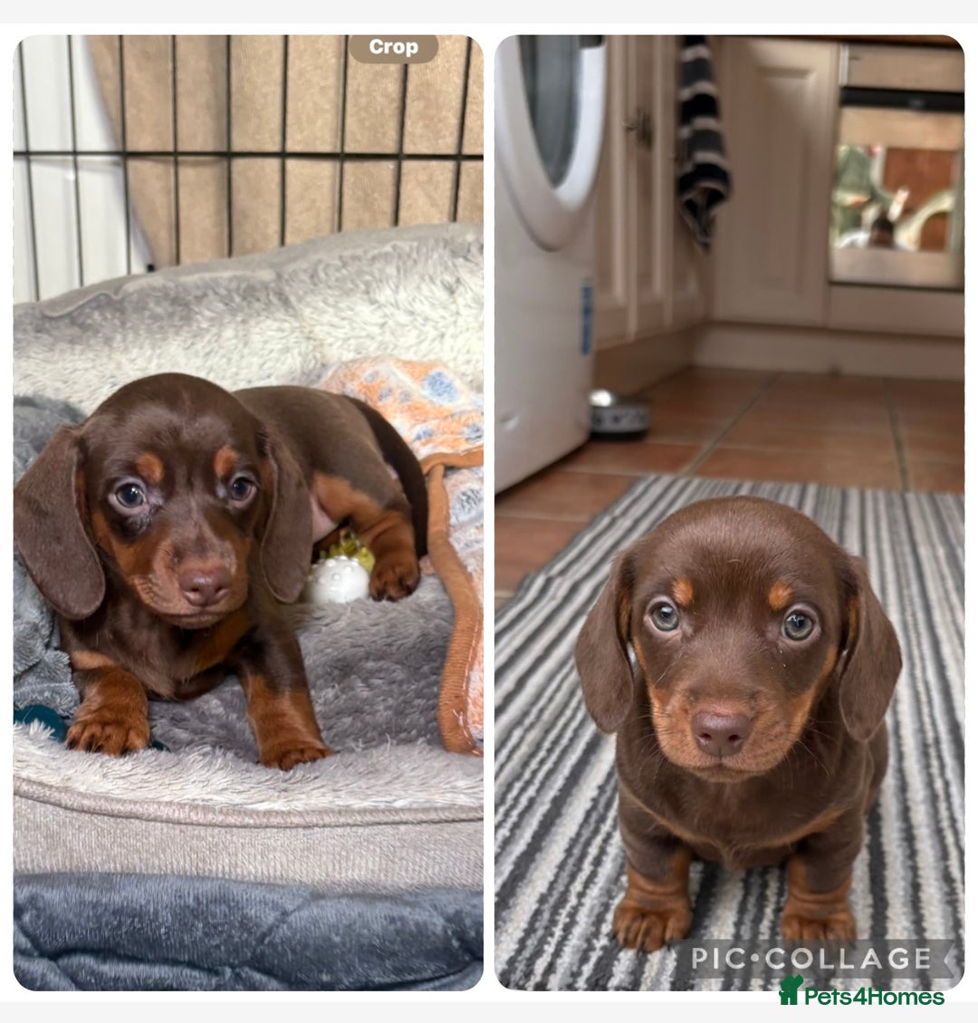 Miniature Dachshund dogs for sale: Chocolate dachshund girls  - Advert 2