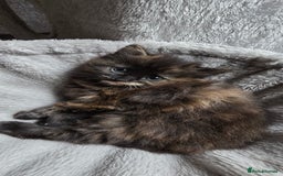 Maine Coon cats for sale: Amazing tortie Mainecoons REDUCED! - Image 7