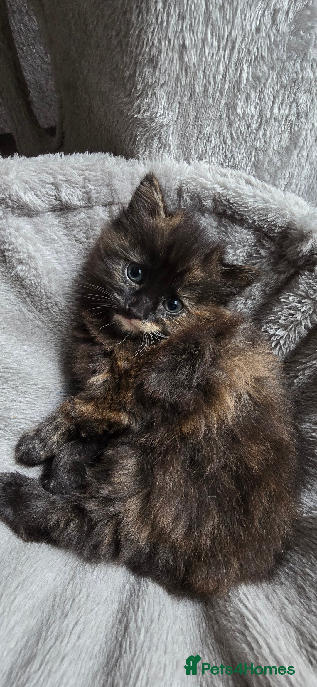 Maine Coon cats for sale: Amazing tortie Mainecoons REDUCED! - Image 7