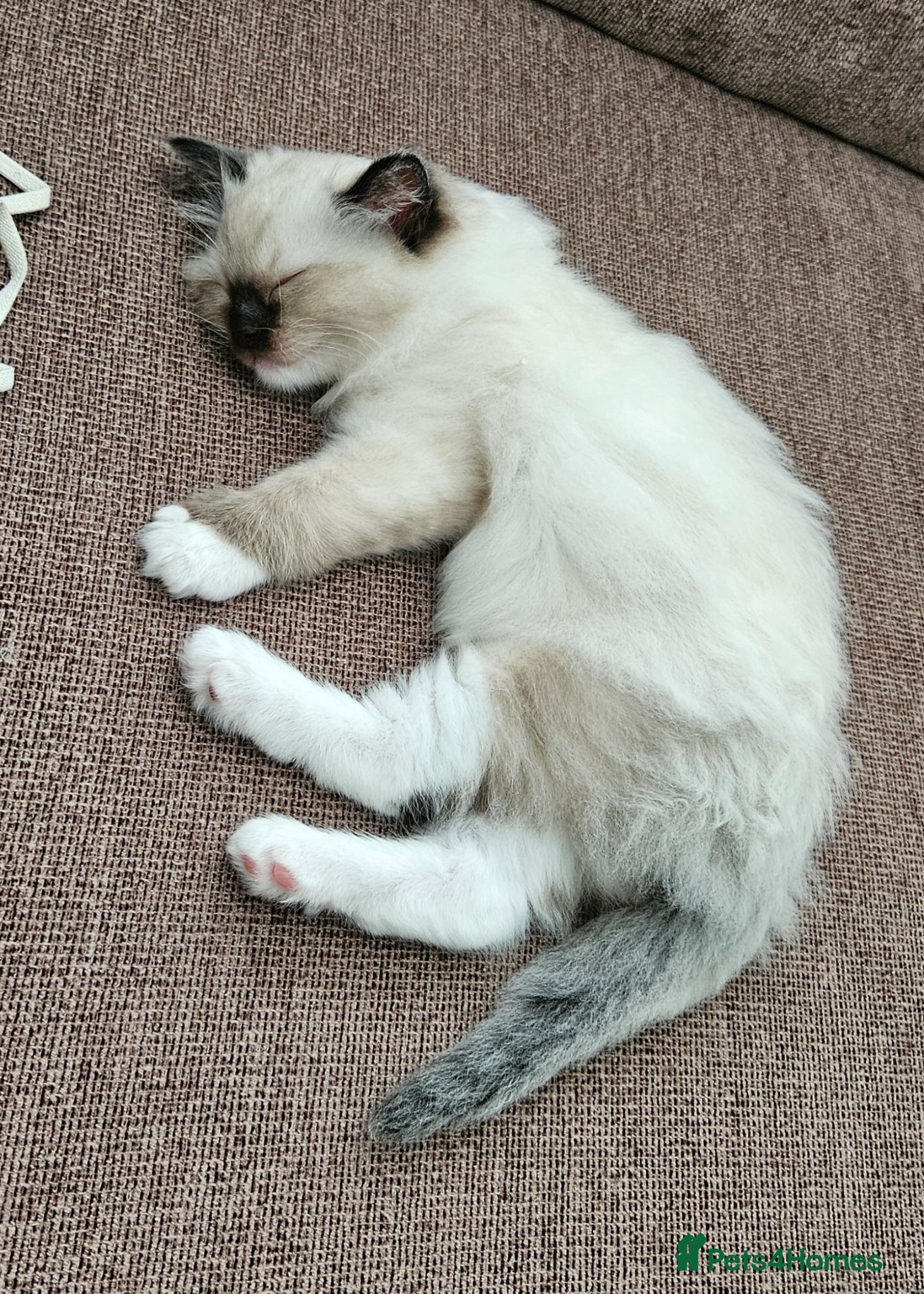 Ragdoll cats for sale: Stunning Ragdoll kittens.  - Advert 12