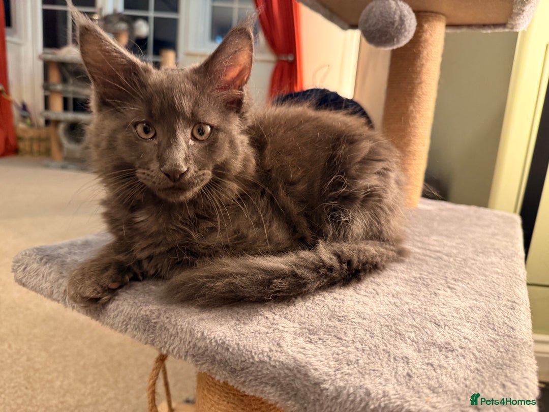 Maine Coon cats for sale: 6 remaining kittens - Advert 6