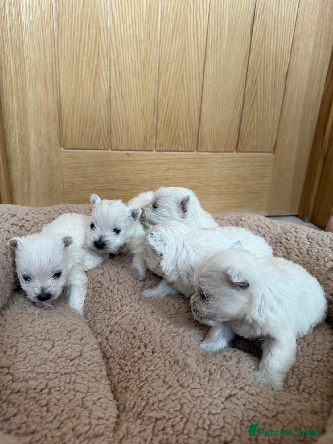 West Highland Terrier dogs for sale: Polish Bloodlines KC Westies.  - Advert 9