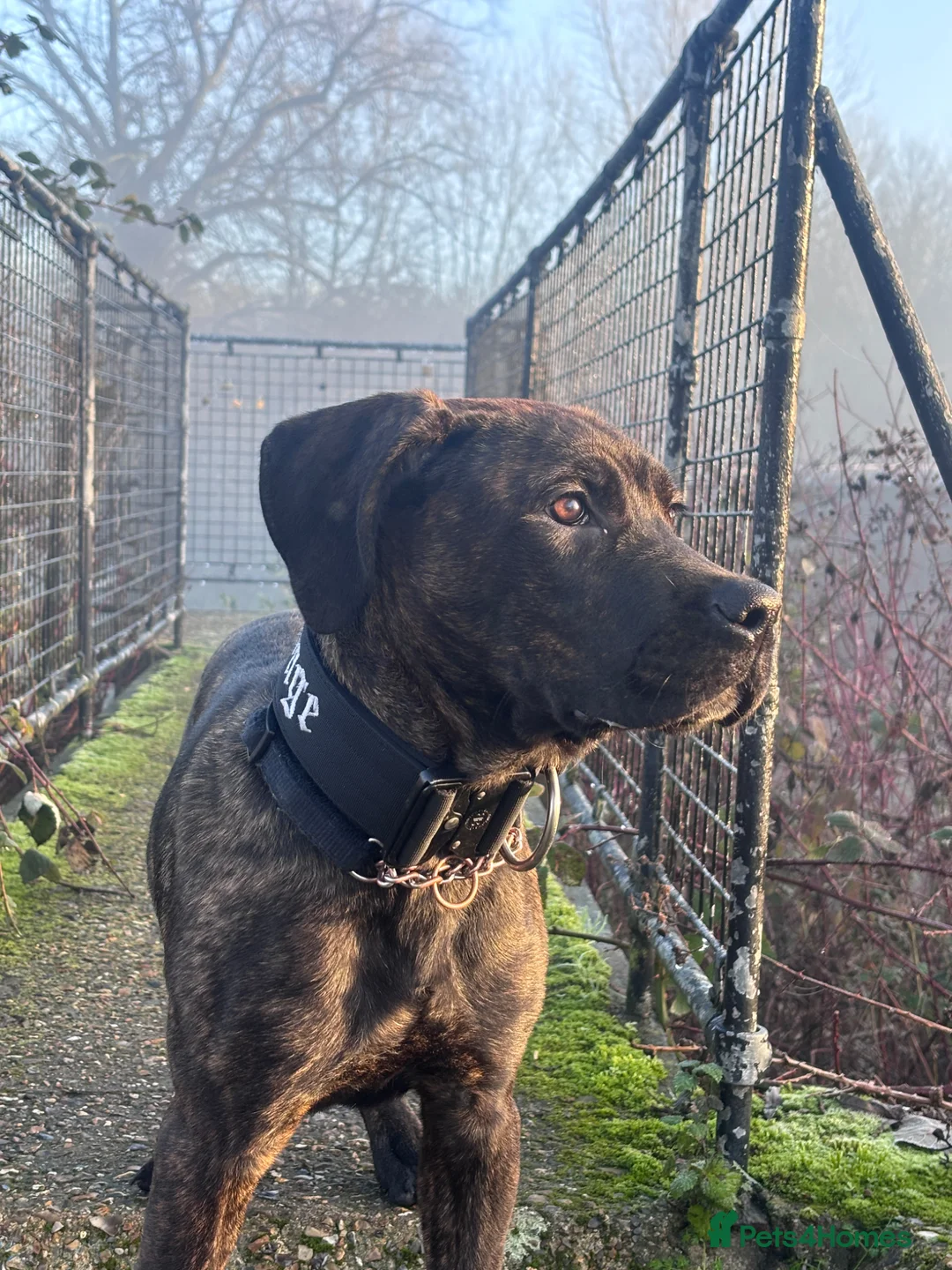 Mixed Breed dogs for sale: Came corso x Rottweiler mix - Advert 2