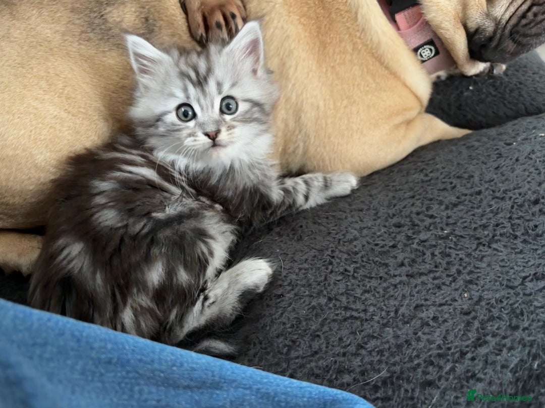 Maine Coon cats for sale: Beautiful female Maine coon ready 15/12/2025 - Image 7