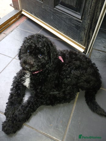 Sheepadoodle dogs - Advert 1