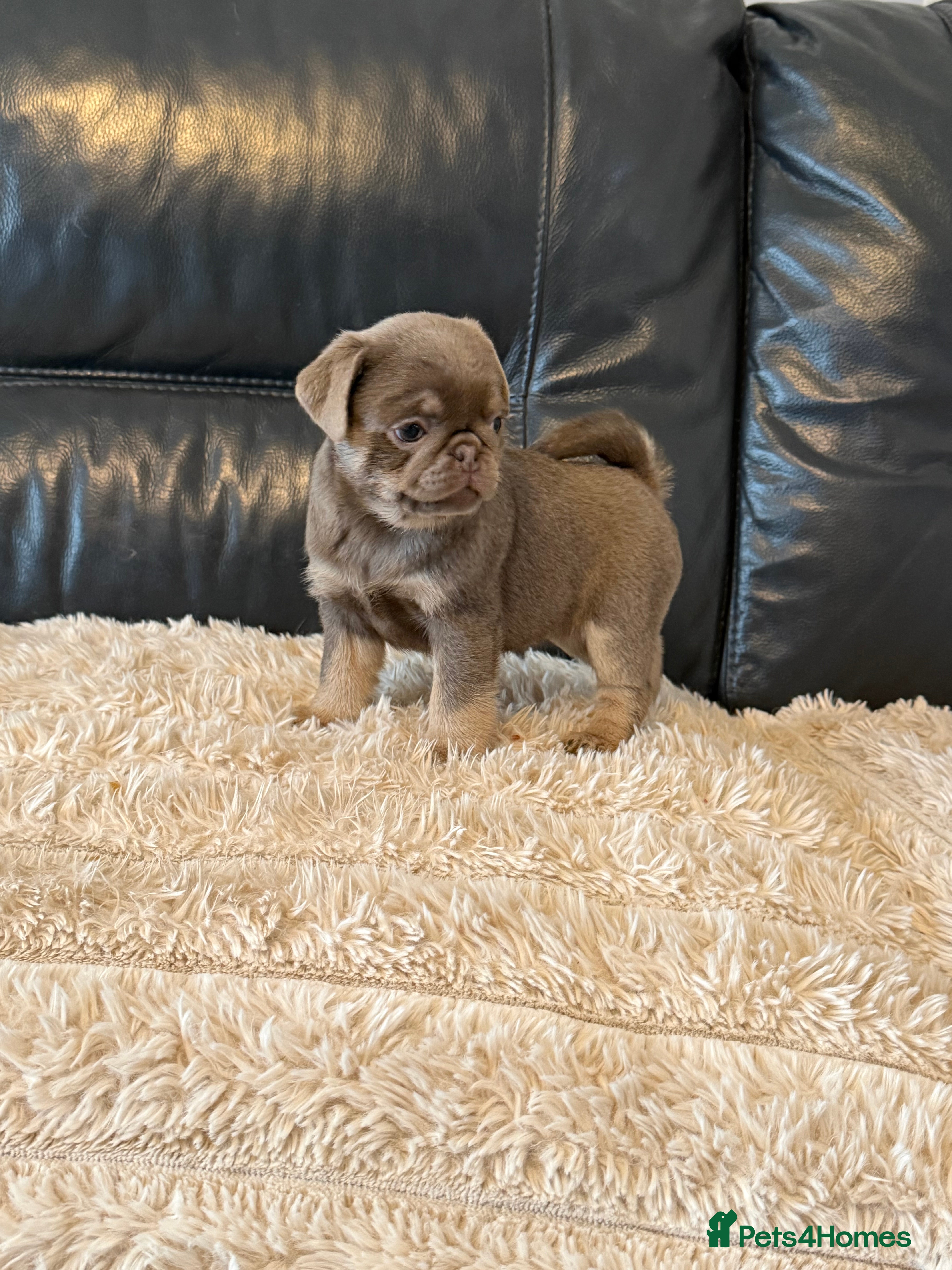 Pug dogs for sale: Kc lilac and chocolate pugs 5 star licensed  - Advert 1