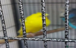 Budgerigars birds for sale: Helicopter budgie  - Image 2