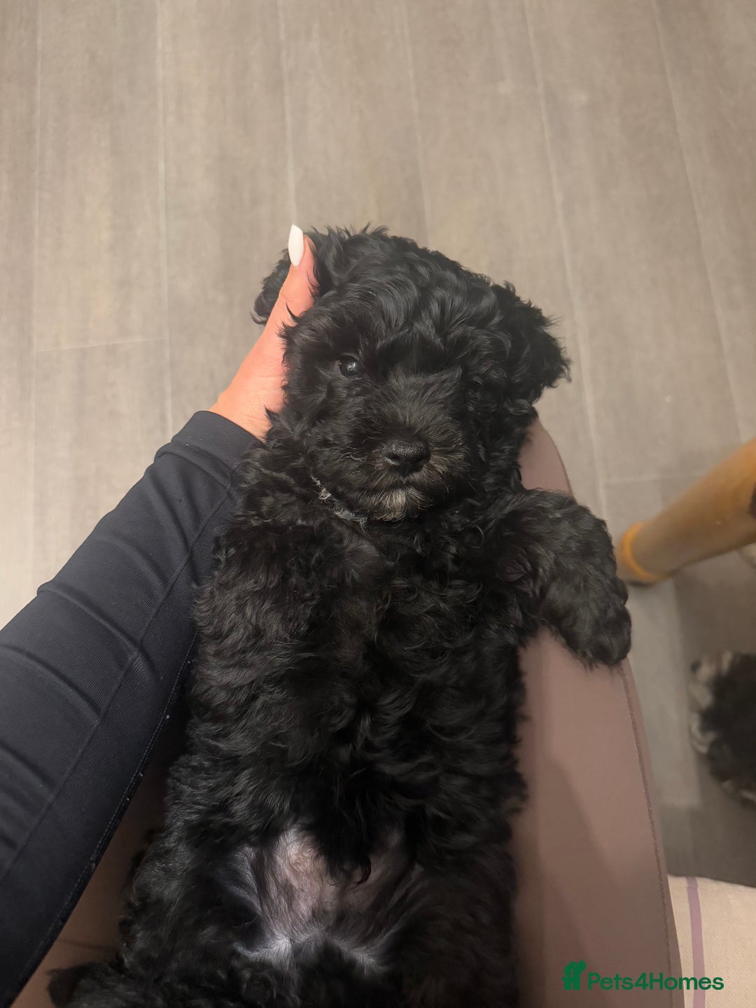 Cavapoo dogs for sale: Cavapoo puppies - Advert 9