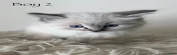 Ragdoll cats for sale: Outstanding GCCF Seal Lynx Ragdoll Kittens 🐾 - Advert 18