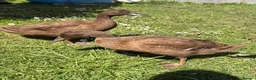 Ducks poultry for sale: 3 female khaki Campbell ducks  - Advert 7