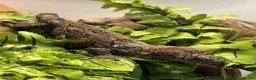 Gecko reptiles for sale: CB24 Mainland Chahoua geckos |  breeding pair  - Advert 3