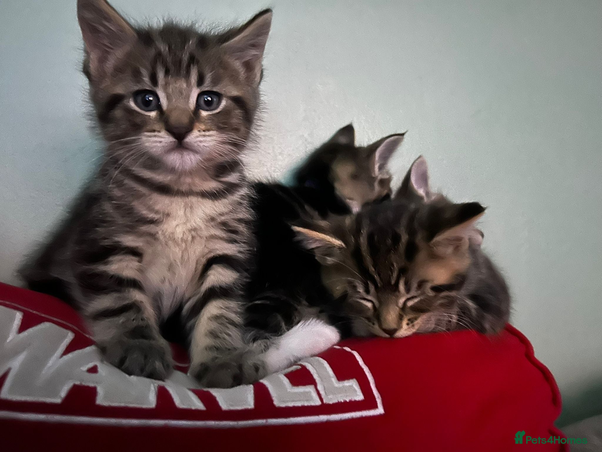 Maine Coon cats 4 beautiful Maine Coon CROSS kittens for salefor - Advert 1