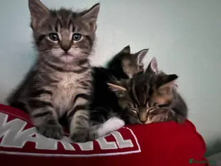 Maine Coon cats 4 beautiful Maine Coon CROSS kittens for salefor - Advert 1