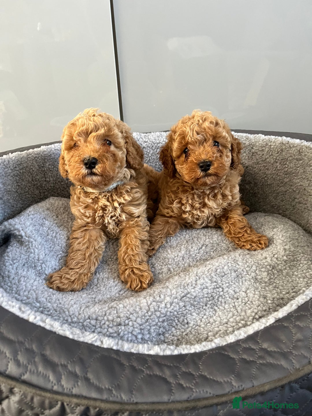 Cavapoo dogs for sale: Stunning F1bb Cavapoo puppies  - Image 4