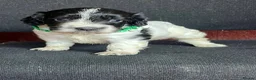 Cocker Spaniel dogs for sale: 3 beautiful cocker spaniel pups in Cullompton - Advert 13