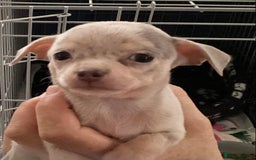 Chihuahua dogs for sale: Absolutely stunning chihuahua puppies  - Image 2