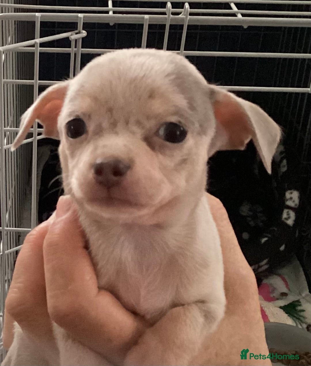 Chihuahua dogs for sale: Absolutely stunning chihuahua puppies  - Image 2