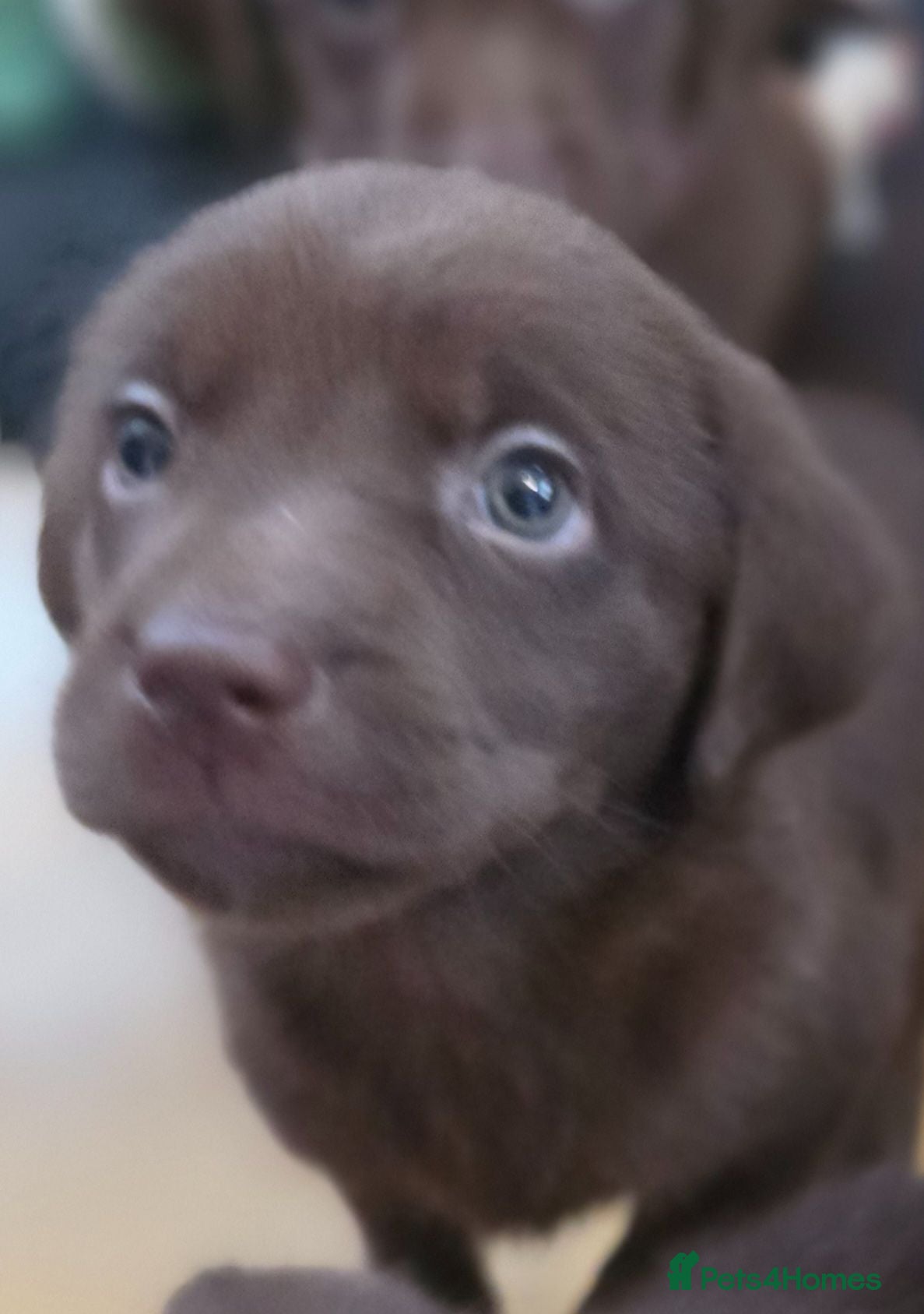 Labrador Retriever dogs Stunning Silver and Chocolate Labrador Puppies - Advert 1