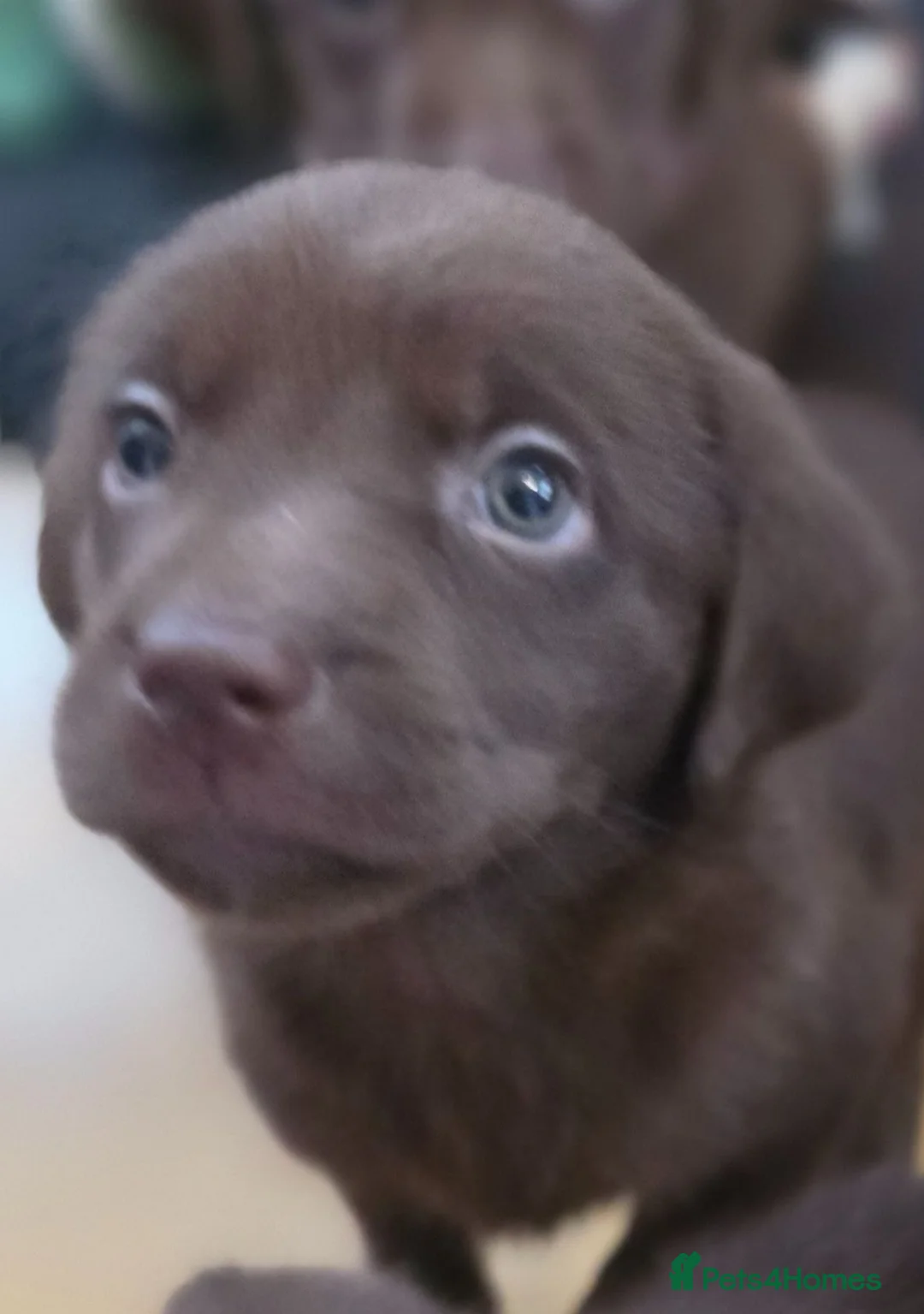 Labrador Retriever dogs for sale: Stunning Silver and Chocolate Labrador Puppies - Advert 2