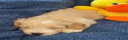 Cockapoo dogs for sale: Belles beautiful Angels  - Advert 31